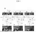 Fig. 02 - METHOD FOR GENERATING SUPER-RESOLUTION VIDEO USING MULTI-CAMERA VIDEO TRIPLETS AND DEVICE FOR THE SAME