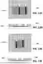 Fig. 09 - GRAPHENE DEVICE AND METHOD OF FABRICATING A GRAPHENE DEVICE