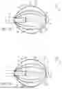 Fig. 03 - Basket Catheters with Compatible Irrigation and Staggered Electrodes