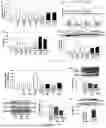 Fig. 02 - COMPOSITIONS AND METHODS FOR TREATING SICKLE CELL DISEASE