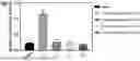 Fig. 01 - COMPOSITION FOR PREVENTING OR TREATING CHRONIC KIDNEY DISEASE, COMPRISING COMPOUND THAT INDUCES EXPRESSION OF ANTI-AGING GENE KLOTHO