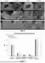 Fig. 07 - Multi-Layered Graft for Tissue Engineering Applications