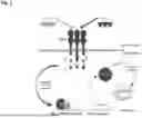 Fig. 02 - APRIL AND BAFF INHIBITORY IMMUNOMODULATORY PROTEINS AND METHODS OF USE THEREOF