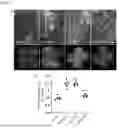 Fig. 07 - COMPOSITION FOR TREATING DIABETIC RETINOPATHY CONTAINING scAAV2-shmTOR-SD (CRG-01)