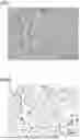Fig. 02 - CEMENTED CARBIDE AND MOLD FOR ULTRA-HIGH PRESSURE GENERATING DEVICE USING THE SAME