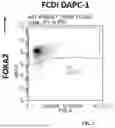 Fig. 02 - DOPAMINERGIC PRECURSOR CELLS AND METHODS OF USE