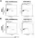 Fig. 06 - DOPAMINERGIC PRECURSOR CELLS AND METHODS OF USE