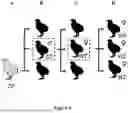 Fig. 02 - BIRDS FOR PRODUCING FEMALE HATCHLING AND METHODS OF PRODUCING SAME