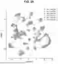 Fig. 08 - METHODS AND COMPOSITIONS FOR REDUCING NUCLEIC ACID VECTOR-INDUCED TOXICITY IN THE INNER EAR
