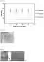 Fig. 02 - Dispersion Solution for X-Ray Target, Prefilled Syringe Filled with Same, and Powder for X-Ray Target