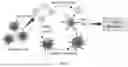 Fig. 02 - DENDRITIC CELL-DERIVED VESICLES AND ACTIVATION OF ANTIGEN-SPECIFIC T-CELLS