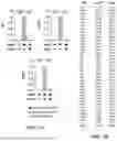 Fig. 02 - METHODS FOR EXPANDING HEMATOPOIETIC STEM CELLS USING REVITALIZED MESENCHYMAL STEM CELLS
