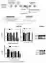 Fig. 02 - SPLICE-SWITCHING OLIGONUCLEOTIDES AND METHODS OF USE