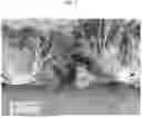 Fig. 07 - SHADE TOLERANT LETTUCE