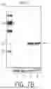 Fig. 09 - VIRAL VECTOR-BASED GENE THERAPY FOR OCULAR CONDITIONS