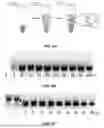 Fig. 09 - PROGRAMMED DNA-DRIVEN SELF-ASSEMBLED RNA HYDROGEL