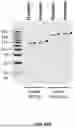 Fig. 45 - PROGRAMMED DNA-DRIVEN SELF-ASSEMBLED RNA HYDROGEL