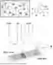 Fig. 01 - HYDROGEL-BASED STAMPING FOR SOLUTION-FREE BLOOD CELL STAINING