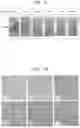 Fig. 09 - HYDROGEL-BASED STAMPING FOR SOLUTION-FREE BLOOD CELL STAINING