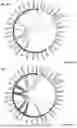 Fig. 49 - COMPOSITIONS AND METHODS FOR IDENTIFICATION OF CROSS-REACTIVE ALLERGENIC PROTEINS AND TREATMENT OF ALLERGIES