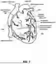 Fig. 03 - SYSTEMS, DEVICES, AND METHODS FOR NON-INVASIVE IMAGE-BASED PLAQUE ANALYSIS AND RISK DETERMINATION