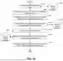 Fig. 30 - SYSTEMS, DEVICES, AND METHODS FOR NON-INVASIVE IMAGE-BASED PLAQUE ANALYSIS AND RISK DETERMINATION