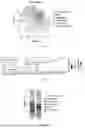 Fig. 16 - NEUROPROTECTIVE COMPOSITIONS AND METHODS
