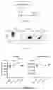 Fig. 18 - NEUROPROTECTIVE COMPOSITIONS AND METHODS