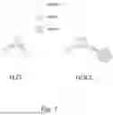 Fig. 02 - METHOD OF PREPARATION AND PROPERTIES OF PURE HYPOCHLOROUS ACID, HOCL