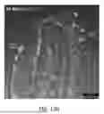 Fig. 167 - COMPOSITIONS, FORMULATIONS AND INTERLEUKIN PRODUCTION AND PURIFICATION