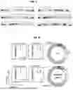 Fig. 07 - SINGLE CHAIN TRIMER MHC CLASS I NUCLEIC ACIDS AND PROTEINS AND METHODS OF USE