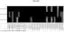 Fig. 17 - SINGLE CHAIN TRIMER MHC CLASS I NUCLEIC ACIDS AND PROTEINS AND METHODS OF USE