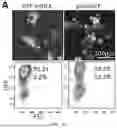 Fig. 02 - CHIMERIC ANTIGEN RECEPTOR-MODIFIED GRANULOCYTE-MACROPHAGE PROGENITORS FOR CANCER IMMUNOTHERAPY