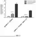 Fig. 02 - RE-AGGREGATION OF STEM CELL-DERIVED PANCREATIC BETA CELLS