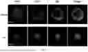 Fig. 05 - RE-AGGREGATION OF STEM CELL-DERIVED PANCREATIC BETA CELLS