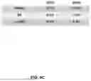 Fig. 12 - RE-AGGREGATION OF STEM CELL-DERIVED PANCREATIC BETA CELLS