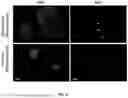 Fig. 13 - RE-AGGREGATION OF STEM CELL-DERIVED PANCREATIC BETA CELLS