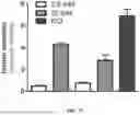 Fig. 15 - RE-AGGREGATION OF STEM CELL-DERIVED PANCREATIC BETA CELLS