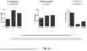 Fig. 27 - RE-AGGREGATION OF STEM CELL-DERIVED PANCREATIC BETA CELLS