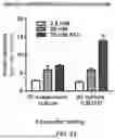 Fig. 28 - RE-AGGREGATION OF STEM CELL-DERIVED PANCREATIC BETA CELLS