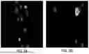 Fig. 06 - MACHINE LEARNING SYSTEMS AND METHODS FOR IDENTIFYING AND CLASSIFYING RARE CELLS