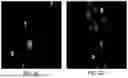 Fig. 07 - MACHINE LEARNING SYSTEMS AND METHODS FOR IDENTIFYING AND CLASSIFYING RARE CELLS