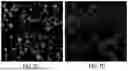 Fig. 13 - MACHINE LEARNING SYSTEMS AND METHODS FOR IDENTIFYING AND CLASSIFYING RARE CELLS