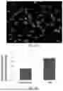 Fig. 21 - MACHINE LEARNING SYSTEMS AND METHODS FOR IDENTIFYING AND CLASSIFYING RARE CELLS