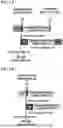 Fig. 02 - SMAD7 POLYPEPTIDE FORMULATIONS