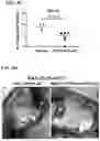 Fig. 08 - SMAD7 POLYPEPTIDE FORMULATIONS