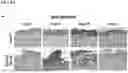 Fig. 09 - SMAD7 POLYPEPTIDE FORMULATIONS