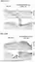 Fig. 22 - SMAD7 POLYPEPTIDE FORMULATIONS