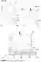 Fig. 07 - PACKAGING, SUPPORT FOR SUCH A PACKAGING AND DOSING SYSTEM COMPRISING SUCH A PACKAGING