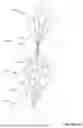 Fig. 14 - Symbiotic network on layers